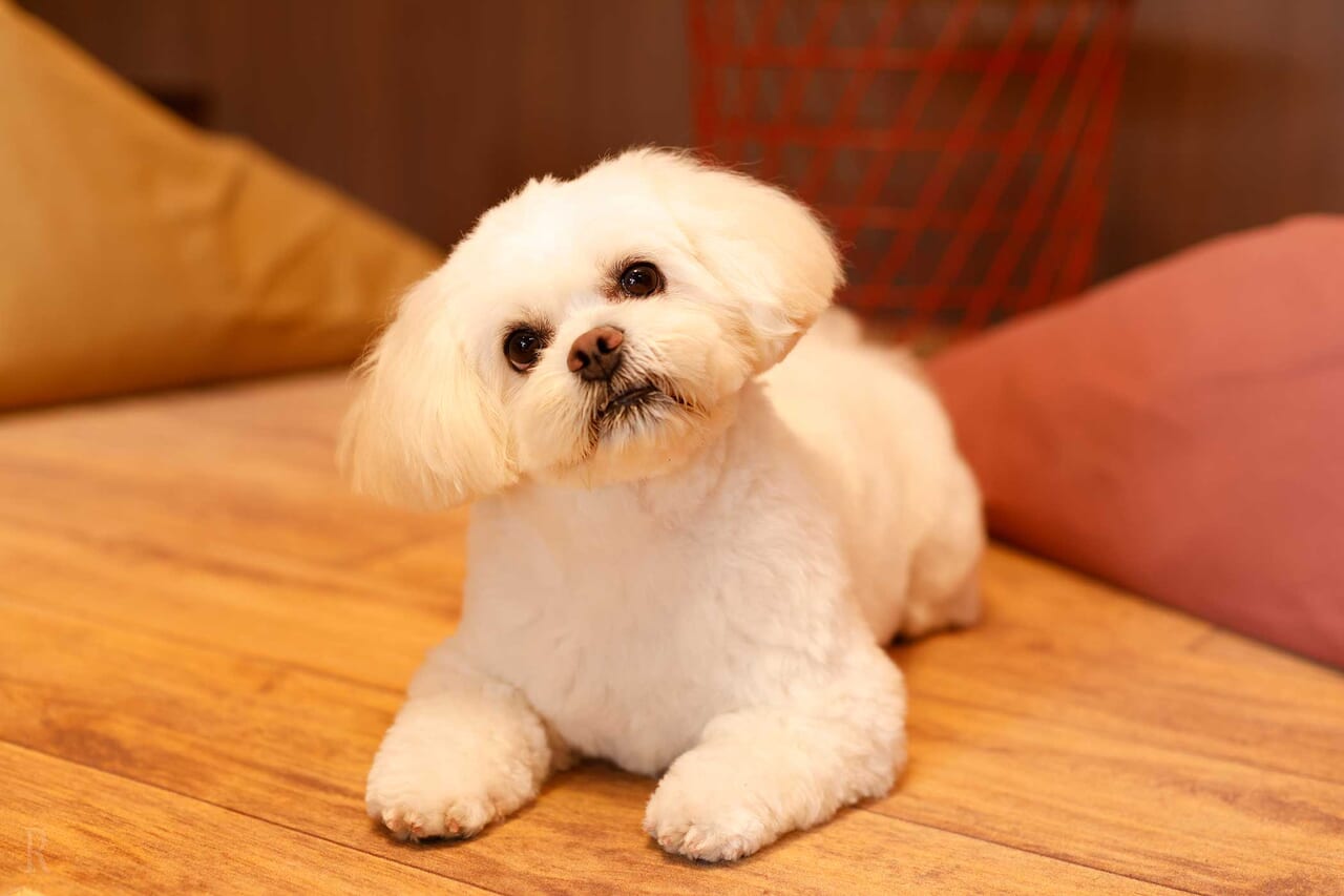 愛犬と過ごす特別な時間