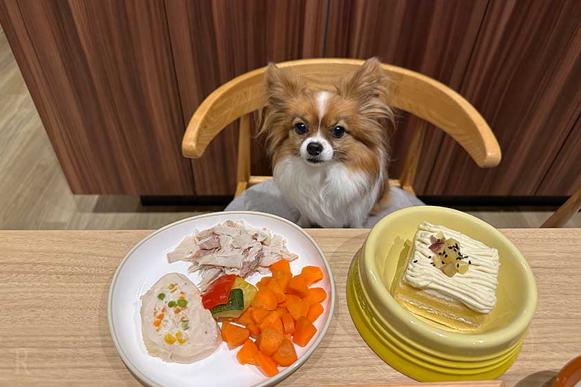 犬用ごはん