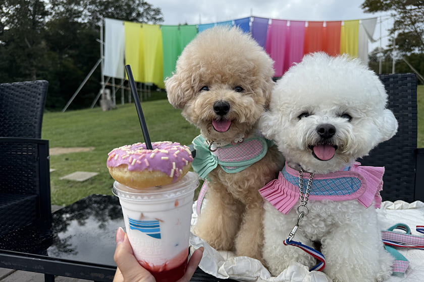 愛犬と行ける観光スポット