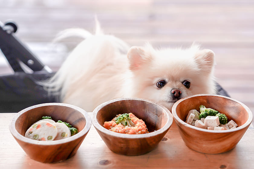愛犬にも豪華メニュー