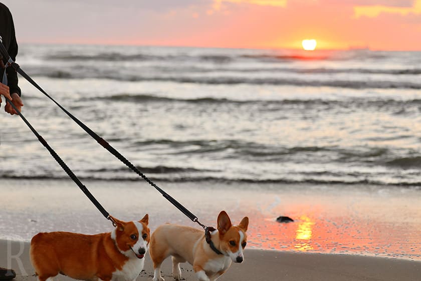 愛犬と海辺のお散歩で昇る朝日に感動！