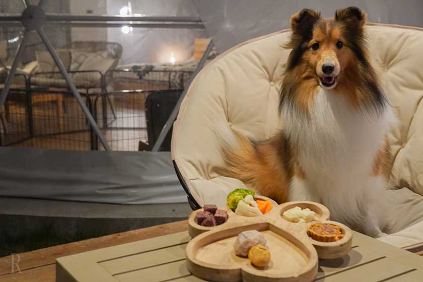 愛犬用ごはんとシェルティ