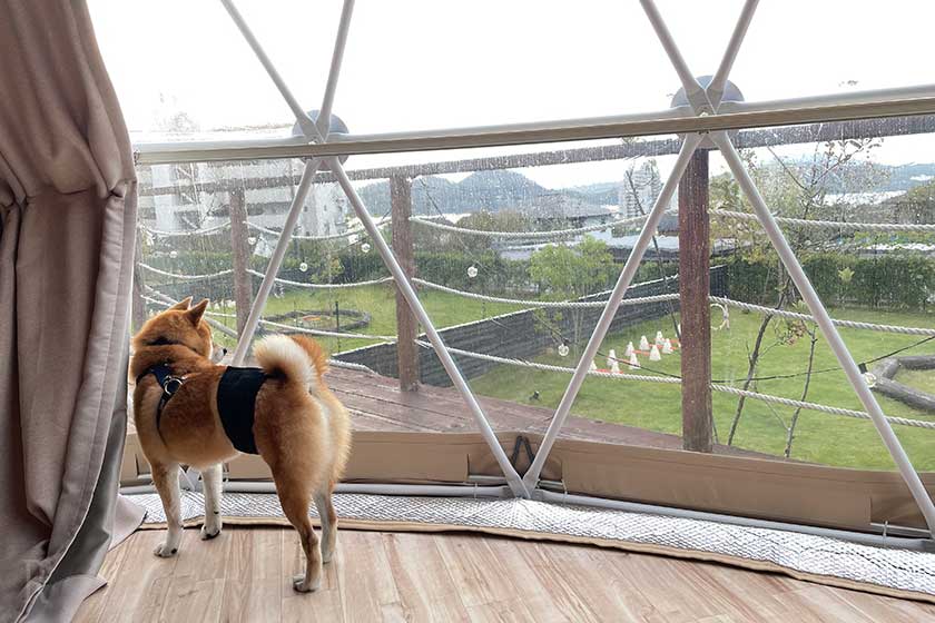 ドームテントの室内から外を眺める柴犬