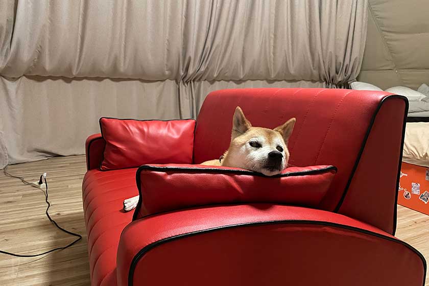 赤いソファーでくつろぐ柴犬