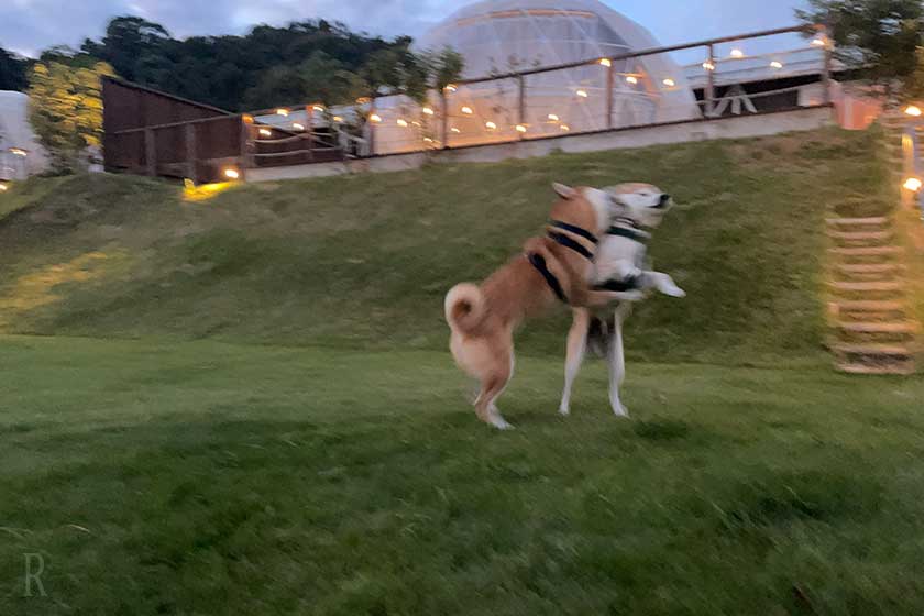 広い芝生のドッグランで遊ぶ柴犬
