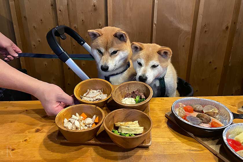ごはんを見つめる柴犬たち