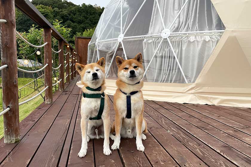 ドームテントの前に並ぶ柴犬