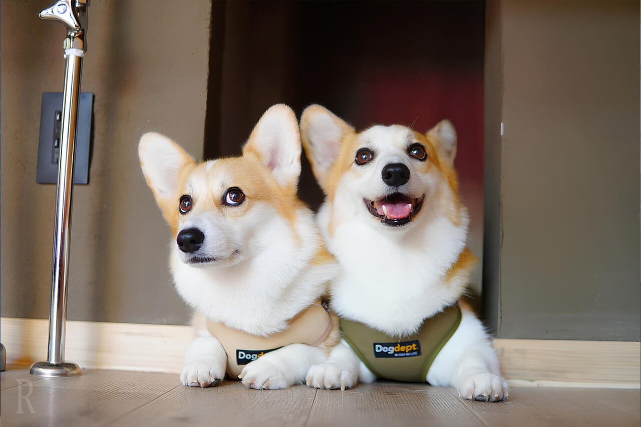 愛犬と一緒にリフレッシュできる環境