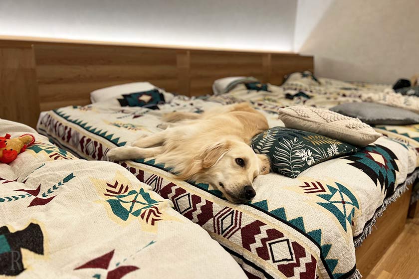 ベッドの上でまったりするはなちゃん