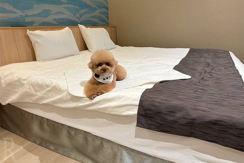 愛犬家にとって“こうして欲しい”が詰まった最高のお宿でした！