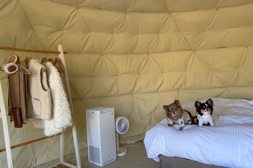 愛犬が宿泊できるお部屋はまるで綺麗なホテルのよう。
