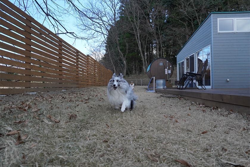 中型犬2匹が走っても窮屈さゼロのプライベートラン