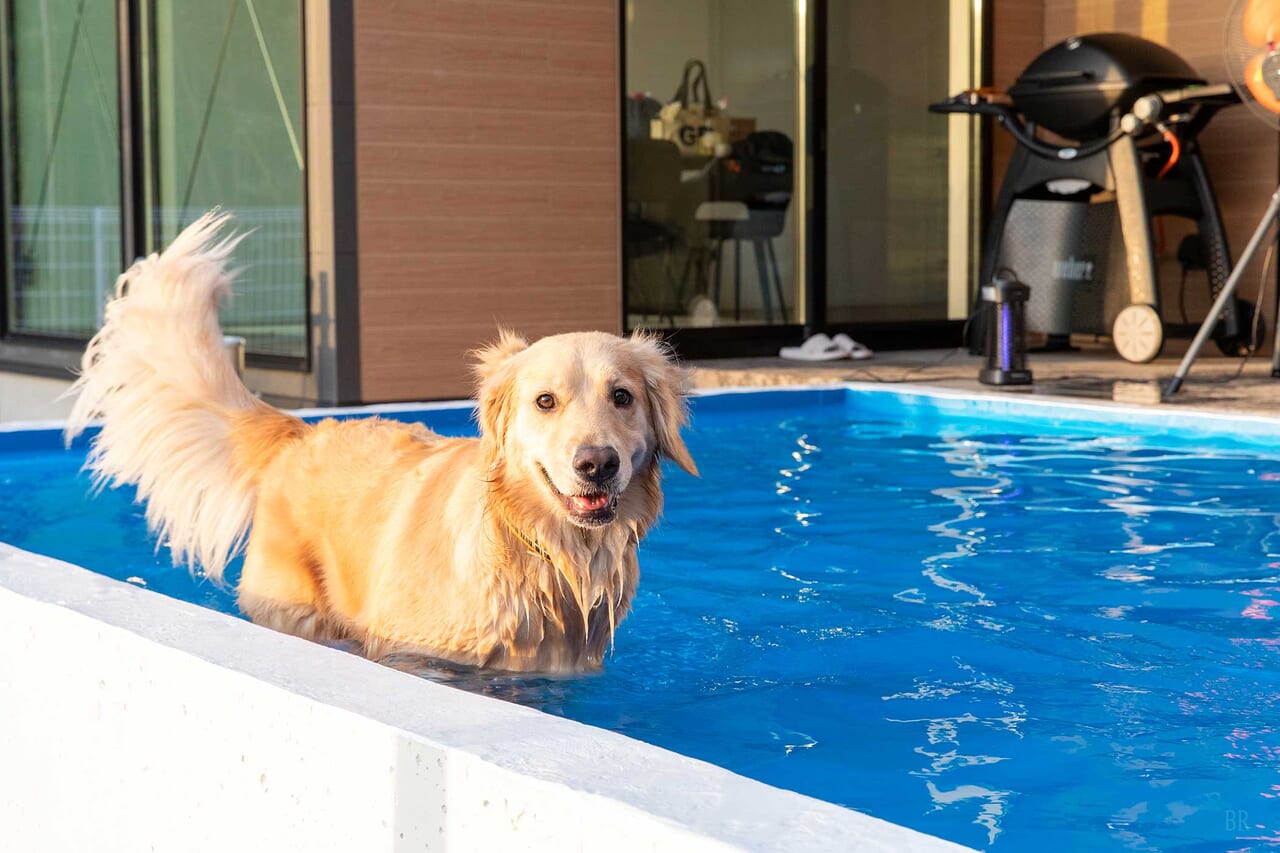 犬用プライベートプールも！