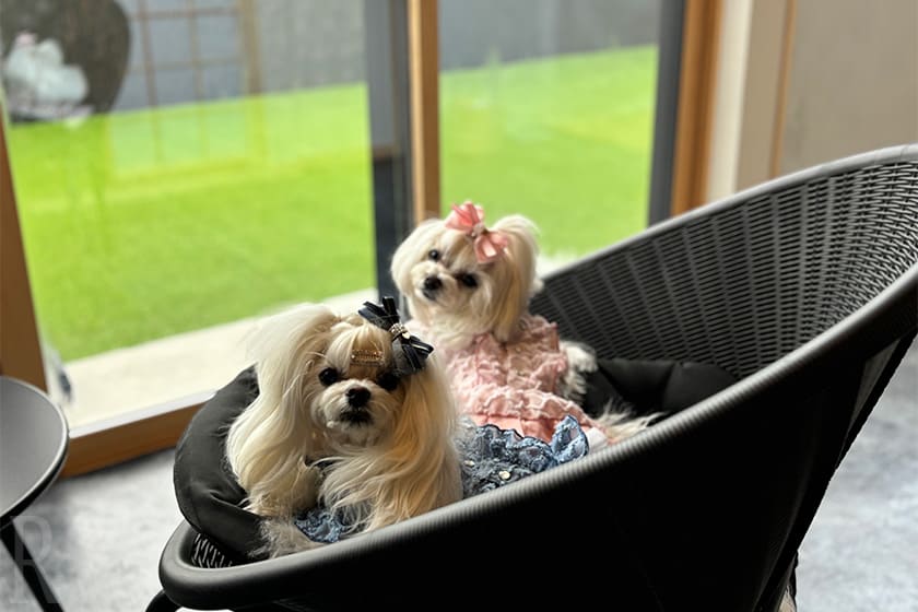 愛犬との時間が、特別な“旅の記憶”になった【DOGVILLA KYO-TAMBA 木都】