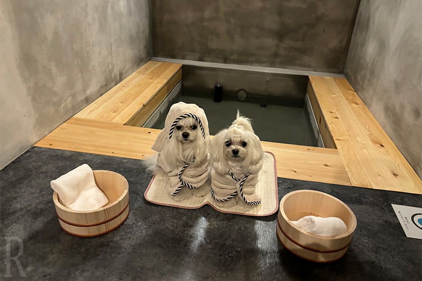足湯テラス愛犬と一緒に湯の温もりに浸るひととき