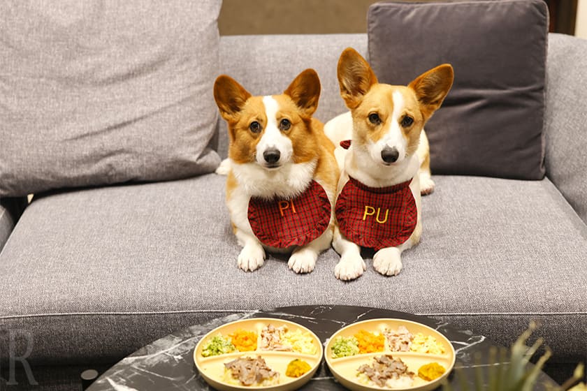 わんこにもスペシャルプレートを