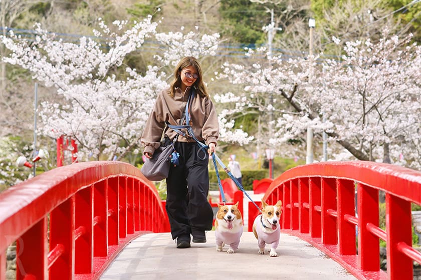 近くの茂原公園で開催されていた桜祭り