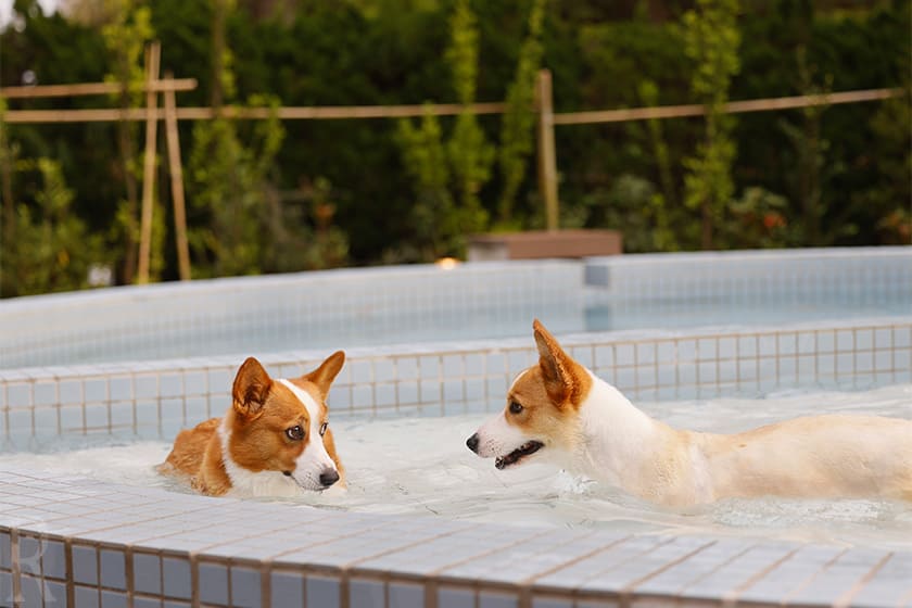 この部屋の醍醐味は愛犬も一緒に楽しめるプール