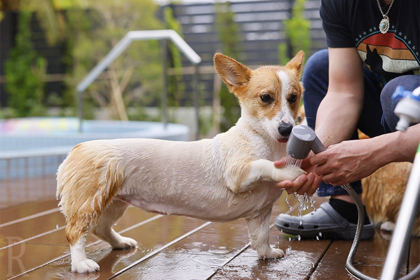 テラスには愛犬用のシャワー