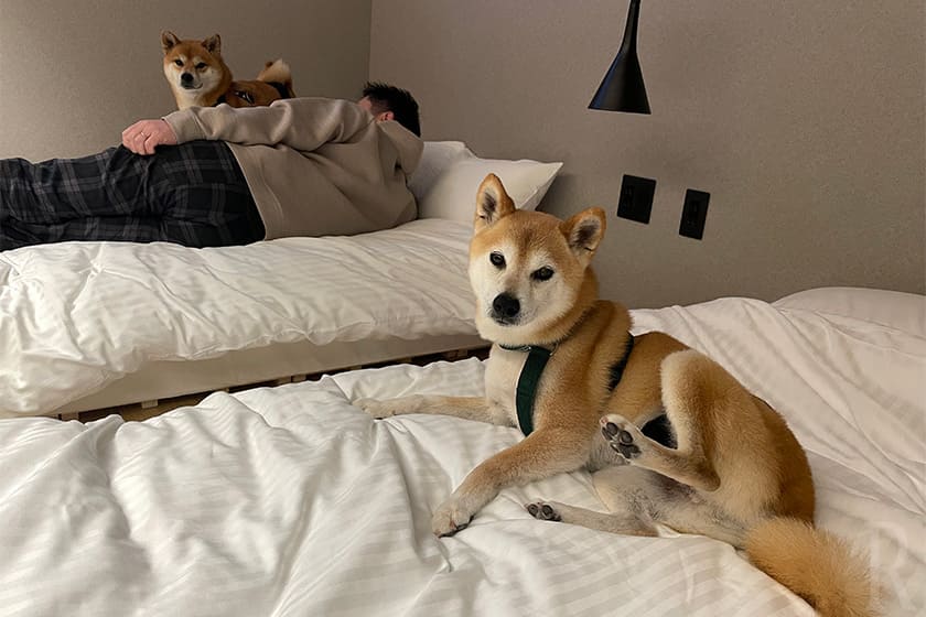 愛犬もベッドOK