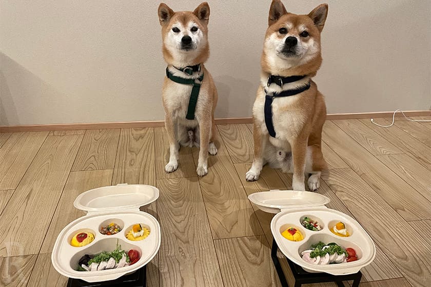 愛犬のためのご馳走も