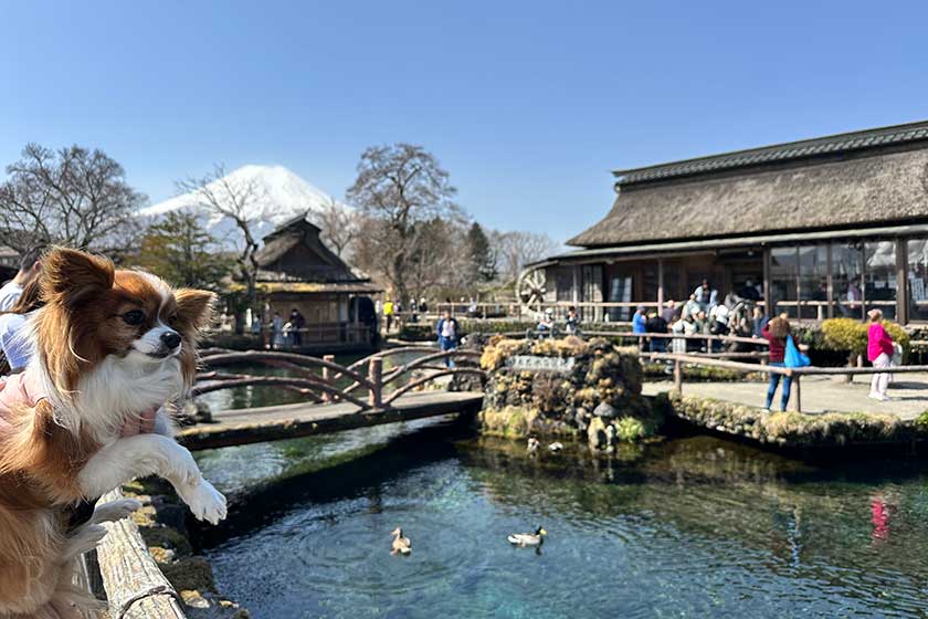 忍野八海