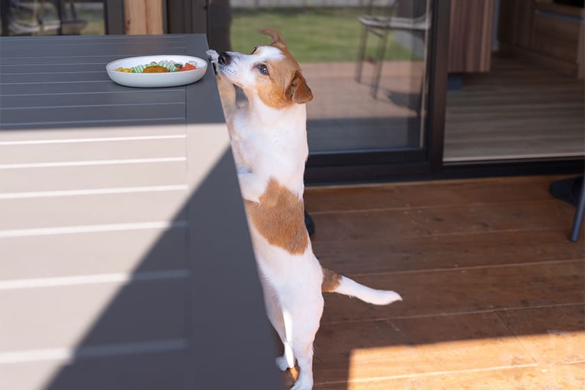 JUJUは朝ごはんが待ちきれない様子でした（笑）