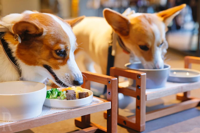 わんちゃん用メニューを食べるぴーぷー