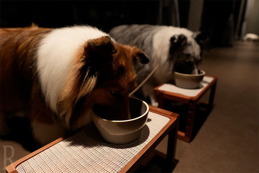 わんこメニューを大興奮で食べるりんおと