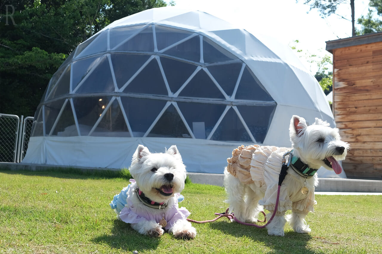愛犬もストレスフリーで楽しめるプライベートドッグランつき