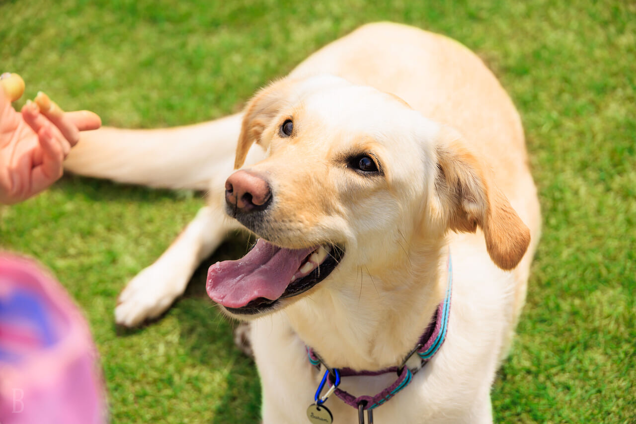 愛犬と過ごす特別な時間