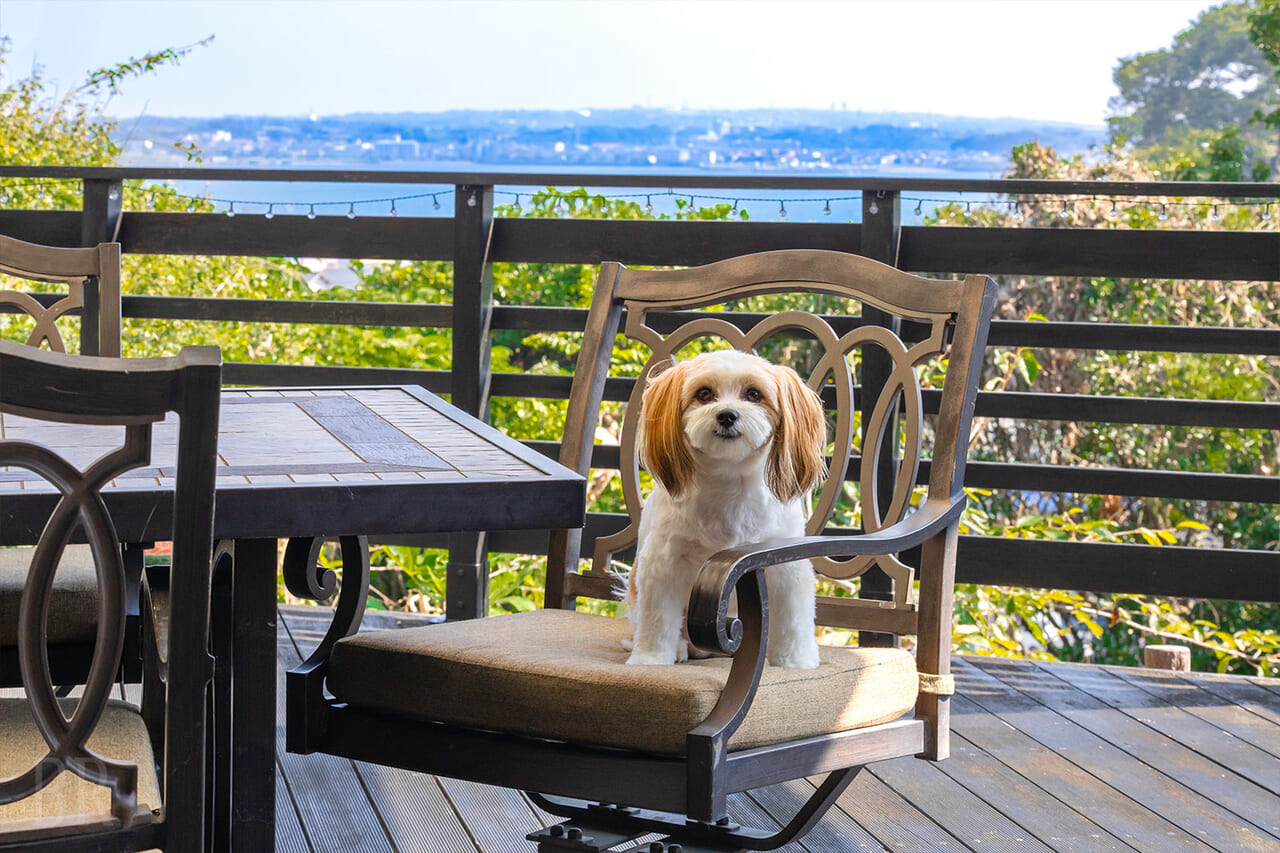 小型犬～大型犬はもちろん、複数頭でのご利用も可能