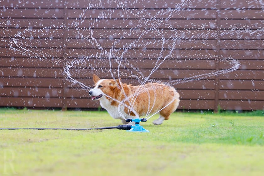 スプリンクラーで飼い主も愛犬も気持ちよく水遊びしながらクールダウン