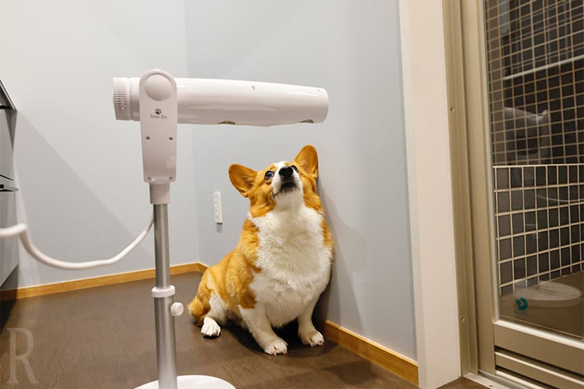 見慣れない卓上型の犬用ドライヤーに愛犬たちがびっくり