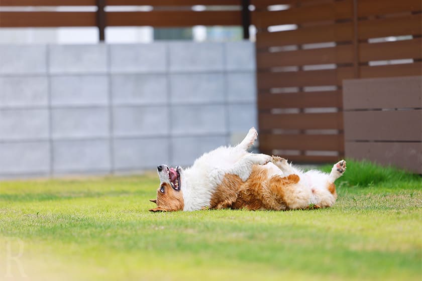 お部屋にプライベートドッグランとプールがついているのが「ミーモイヌモ」の贅沢ポイント！