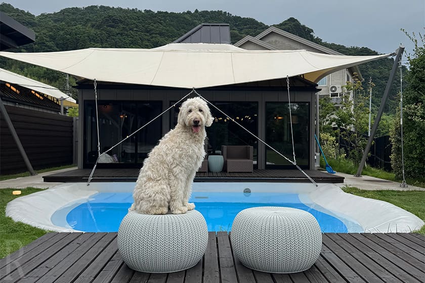 メインルームからダイレクトに出られる中庭には大きなプールあり、その先はドッグランという愛犬にとって最高のシチュエーションが広がっていました。