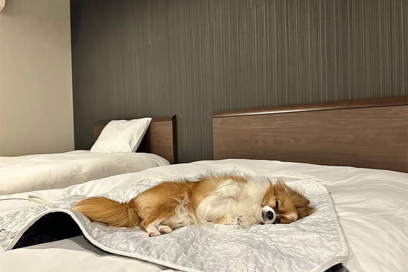愛犬と一緒に寝られるのも魅力。