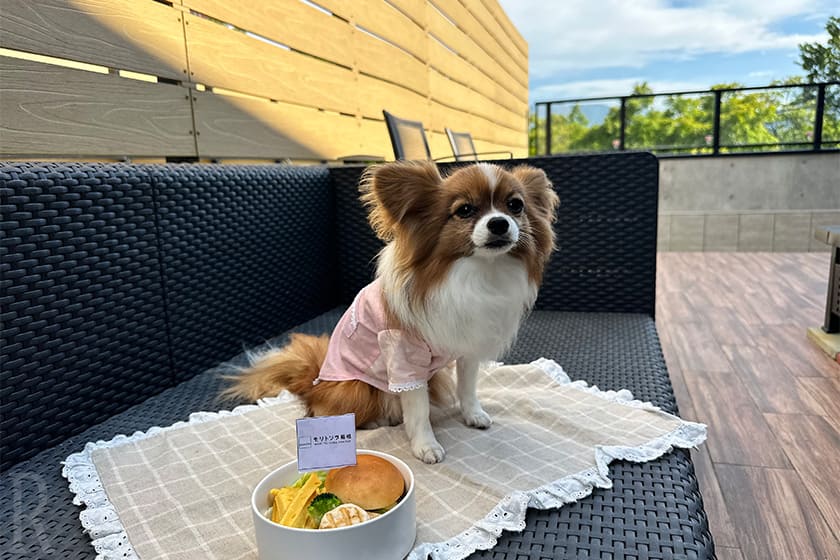愛犬たちの朝ごはんはこれまたボリューミーなワンバーガー!