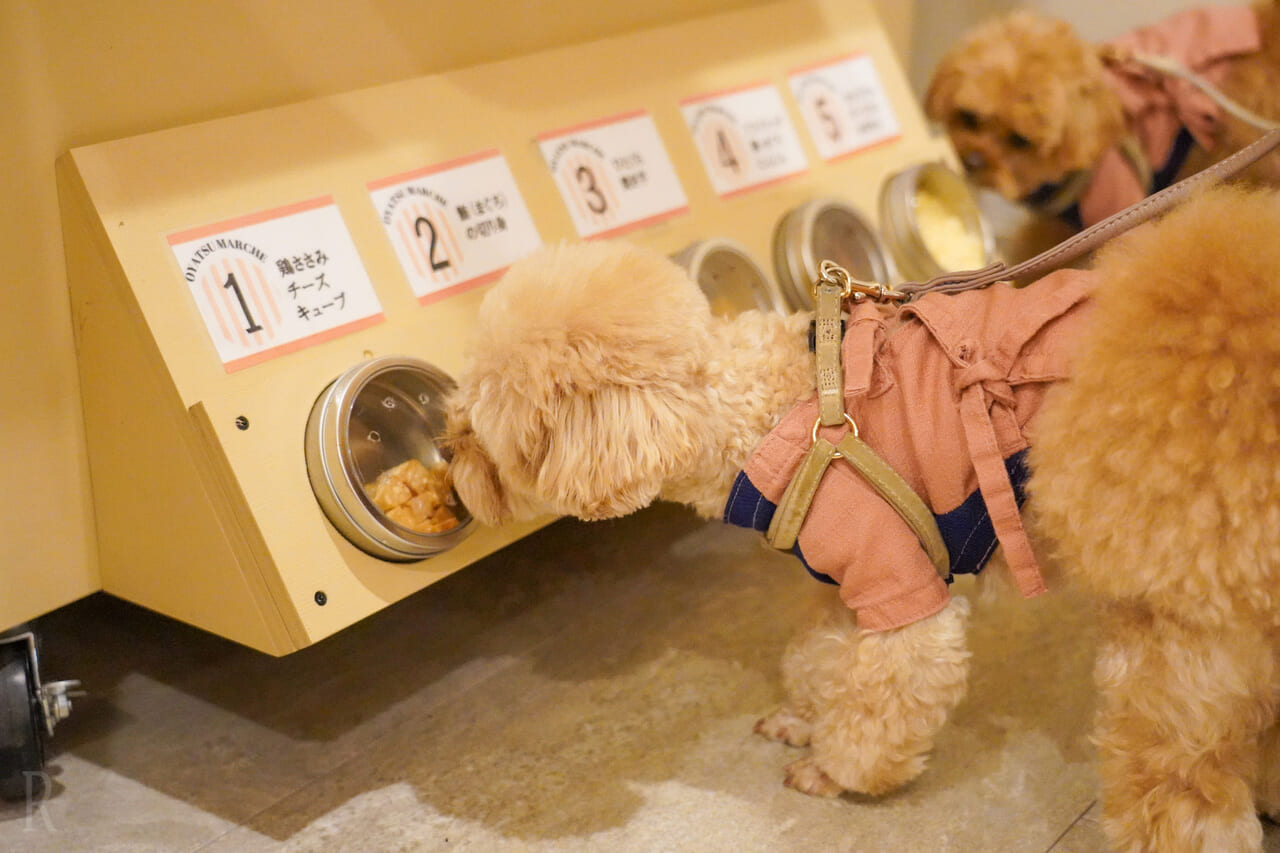 充実したわんちゃん設備を完備