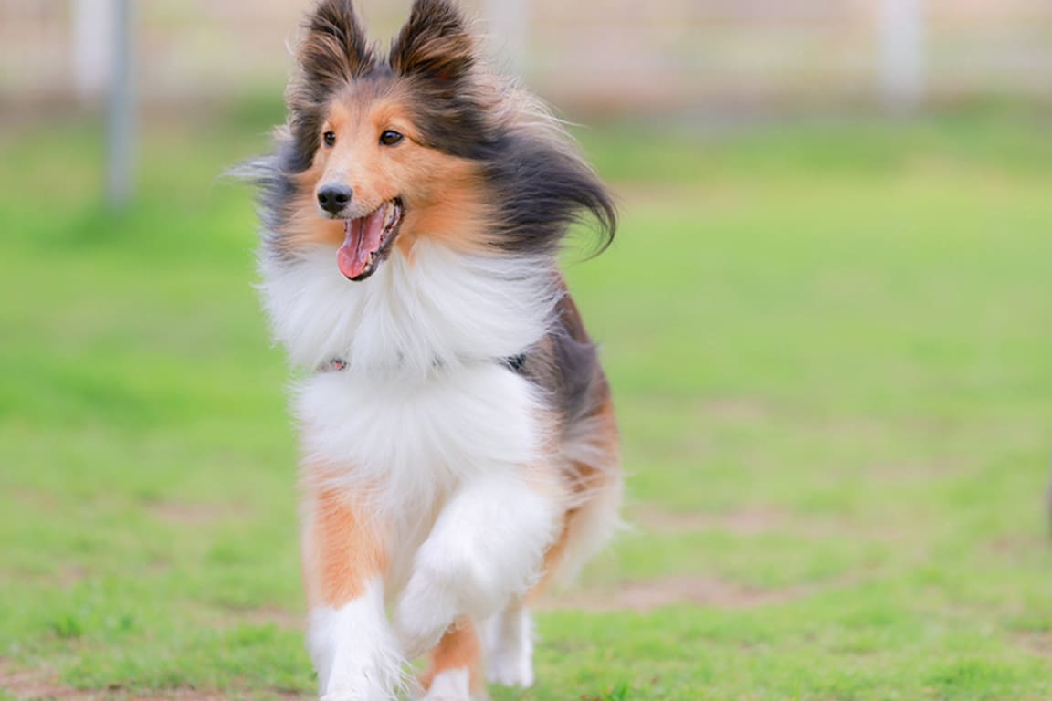 愛犬と一緒に楽しむ