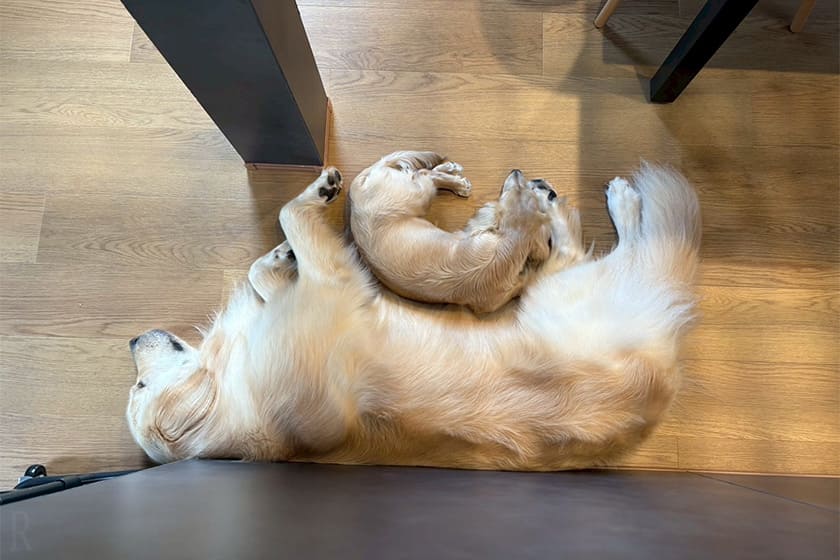 お昼寝する愛犬たち