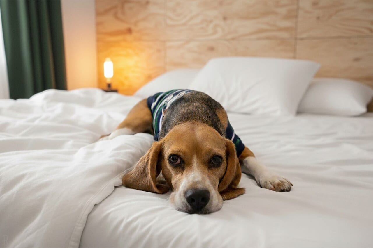  一緒に眠れる幸せ。愛犬と添い寝できるお部屋