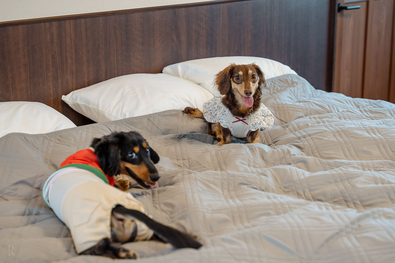 わんちゃんねこちゃんが安全に過ごせる空間づくり