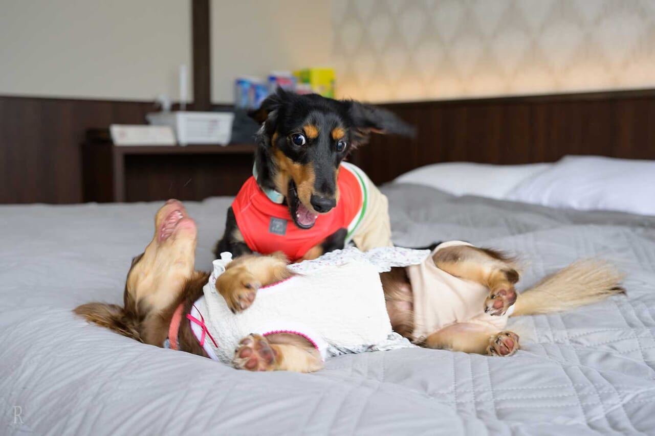 家にいる時と同じようにわんちゃんと一緒におやすみいただけます