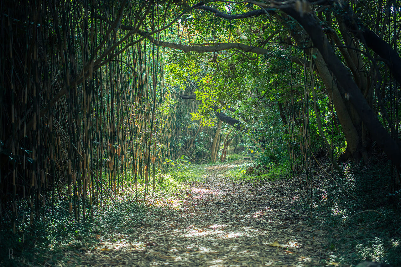 ジブリの世界のような岩井海岸へと続く小径