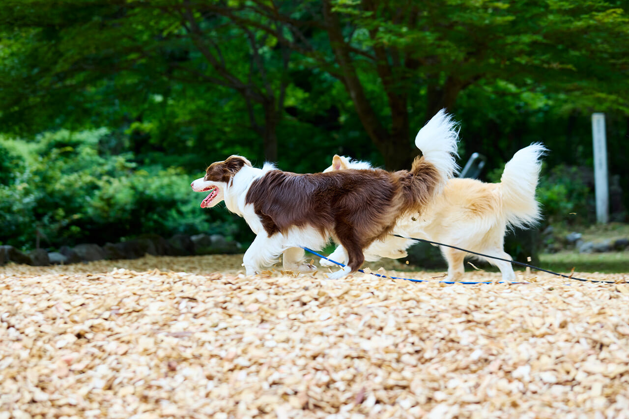赤城山の自然に抱かれるドッグラン