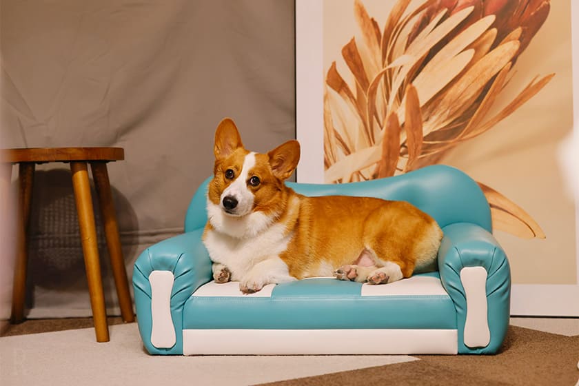 わんこ用のおもてなしも完璧