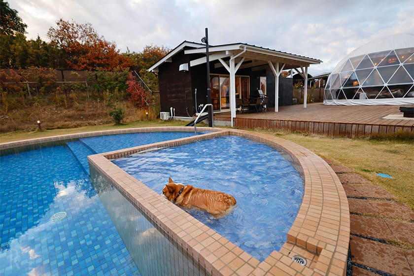 プールはわんこもOK！