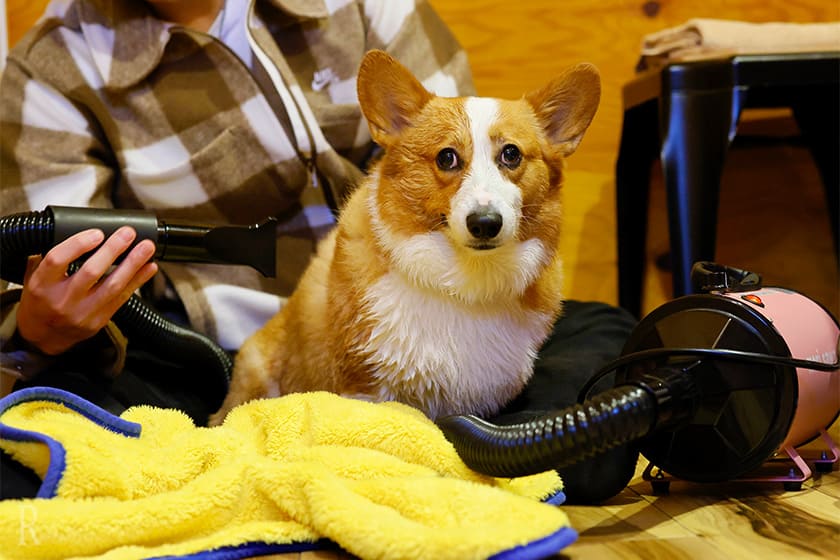 わんこ用のブロアーやシャンプーが用意されていて、とても助かりました。