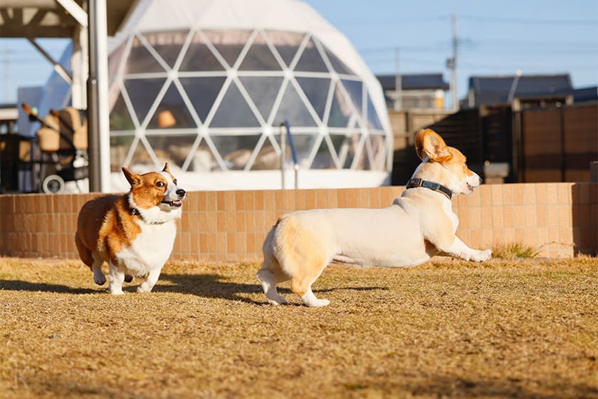 安全面も◎なプライベートドッグラン